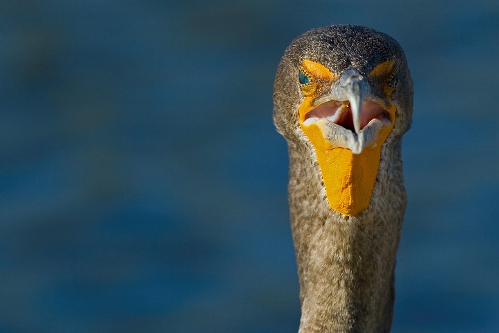 Ohrenscharbe Phalacrocorax auritus Double-Crested Cormorant